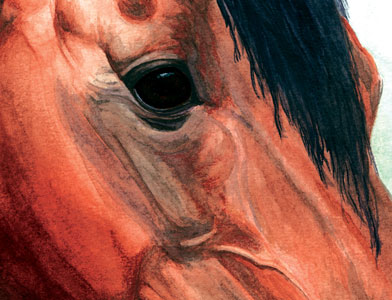 horse-face.jpg-good.jpg